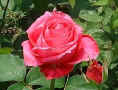 5.29-rose26.jpg (19215 oCg)