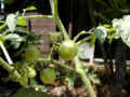 6.9-tomato010609.jpg (22943 oCg)