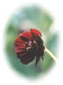 21-cosmos.jpg (21005 oCg)