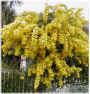 16-mimoza.jpg (46387 oCg)