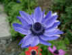 25-anemone.jpg (23310 oCg)