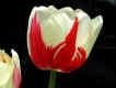 26-tulip.jpg (18612 oCg)