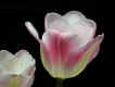 27-tulip.jpg (50109 oCg)