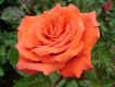 16-rose.jpg (20583 oCg)