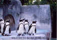 26-penguin.jpg (32969 oCg)